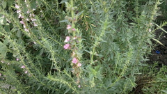 Hyssopus officinalis