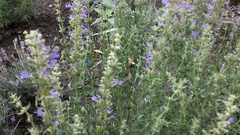 Hyssopus officinalis