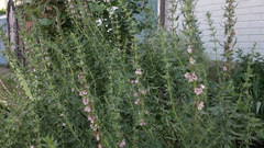 Hyssopus officinalis