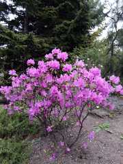 Rhododendron sichotense