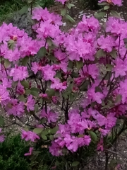 Rhododendron sichotense