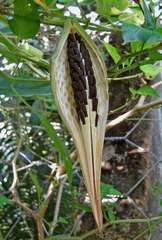 Oxypetalum harleyi