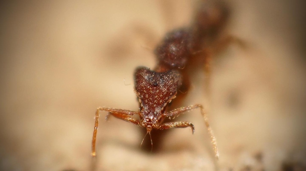 Strumigenys elongata