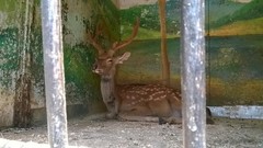 Cervini