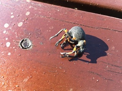 Brachycerus congestus