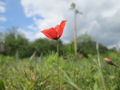 Papaver argemone