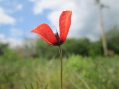 Papaver argemone