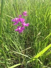 Calopogon oklahomensis