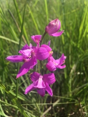 Calopogon oklahomensis