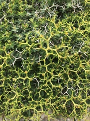 Euphorbia acanthothamnos