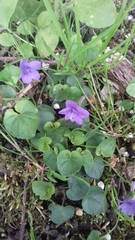 Viola × bavarica