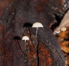 Marasmius alveolaris