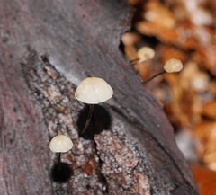 Marasmius alveolaris