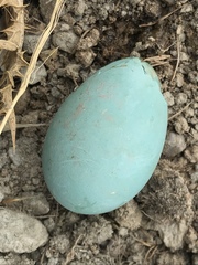 Plegadis falcinellus