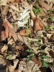 Corydalis ambigua