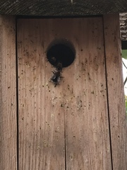 Bombus hypnorum