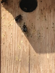 Bombus hypnorum