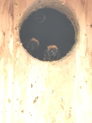 Bombus hypnorum