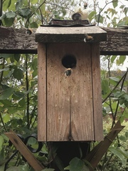 Bombus hypnorum