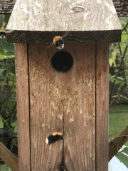 Bombus hypnorum