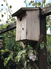 Bombus hypnorum