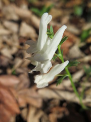 Corydalis ambigua