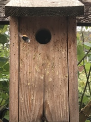 Bombus hypnorum