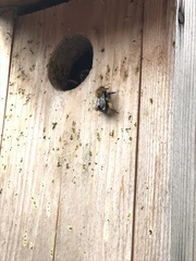 Bombus hypnorum