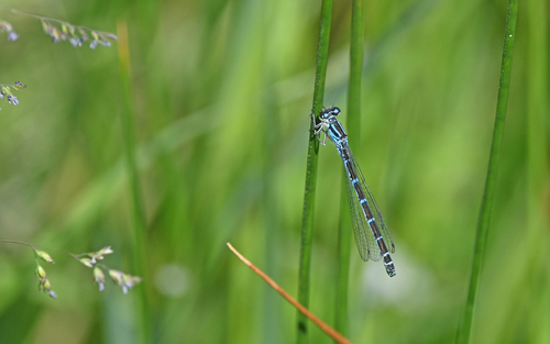 Ornate Bluet photo 5