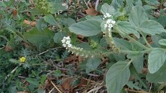 Heliotropium ellipticum
