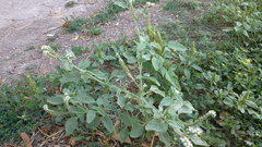 Heliotropium ellipticum