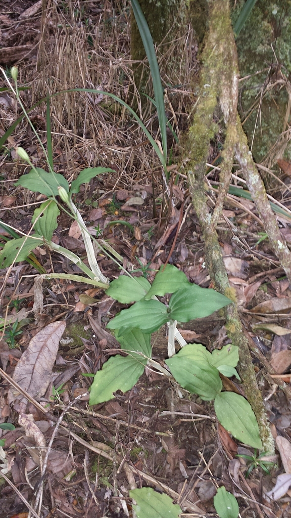 Liparis longicaulis