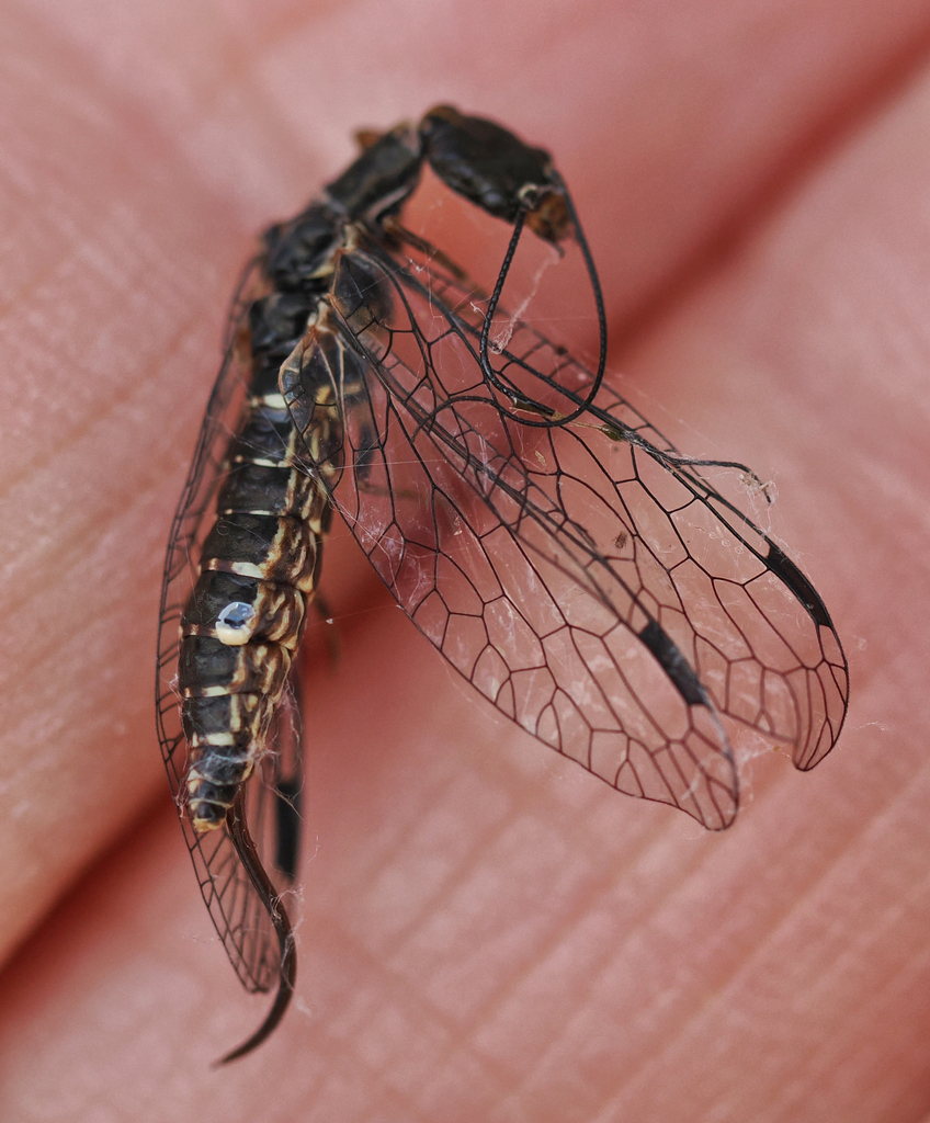 Negha meridionalis
