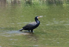 Phalacrocorax carbo