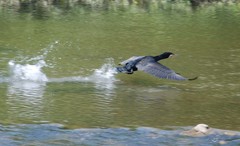 Phalacrocorax carbo