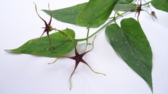 Oxypetalum harleyi
