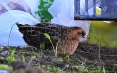 Coturnicops noveboracensis