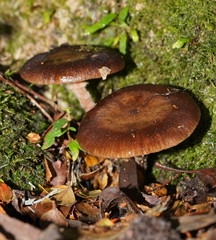 Armillaria hinnulea