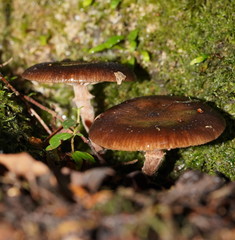 Armillaria hinnulea