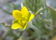 Ceratocephala falcata