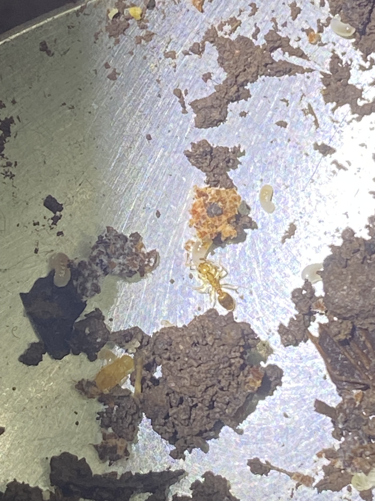 Megalomyrmex symmetochus
