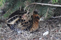 Coturnicops noveboracensis