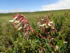 Astragalus frigidus
