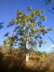 Parkia speciosa