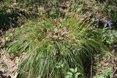 Carex pediformis macroura