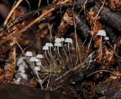Mycena albidocapillaris