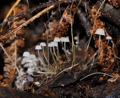 Mycena albidocapillaris