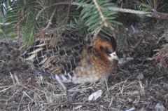 Coturnicops noveboracensis