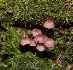 Mycena kurramulla