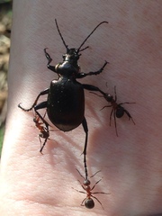 Calosoma inquisitor